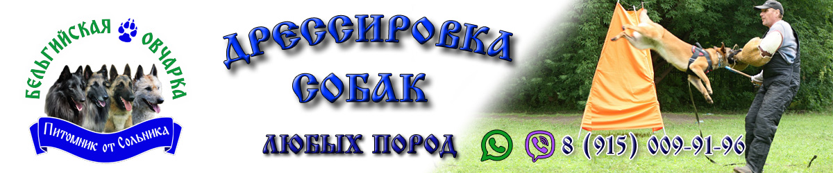 Дрессировка собак евро